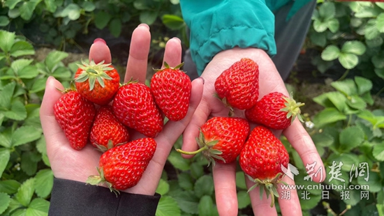 通羊鎮(zhèn)嶺下村:黨建引領(lǐng)聚合力 合作經(jīng)營謀新篇3.jpg